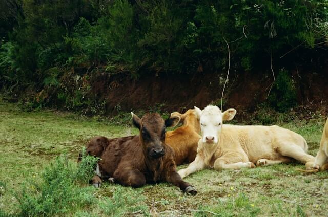 Picture of cows relaxing on the grass