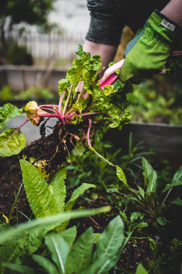 Picture of someone harvesting vegetables
