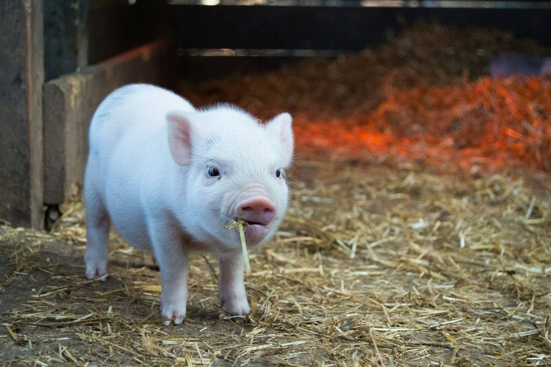 Image of one of the baby pigs at the farm