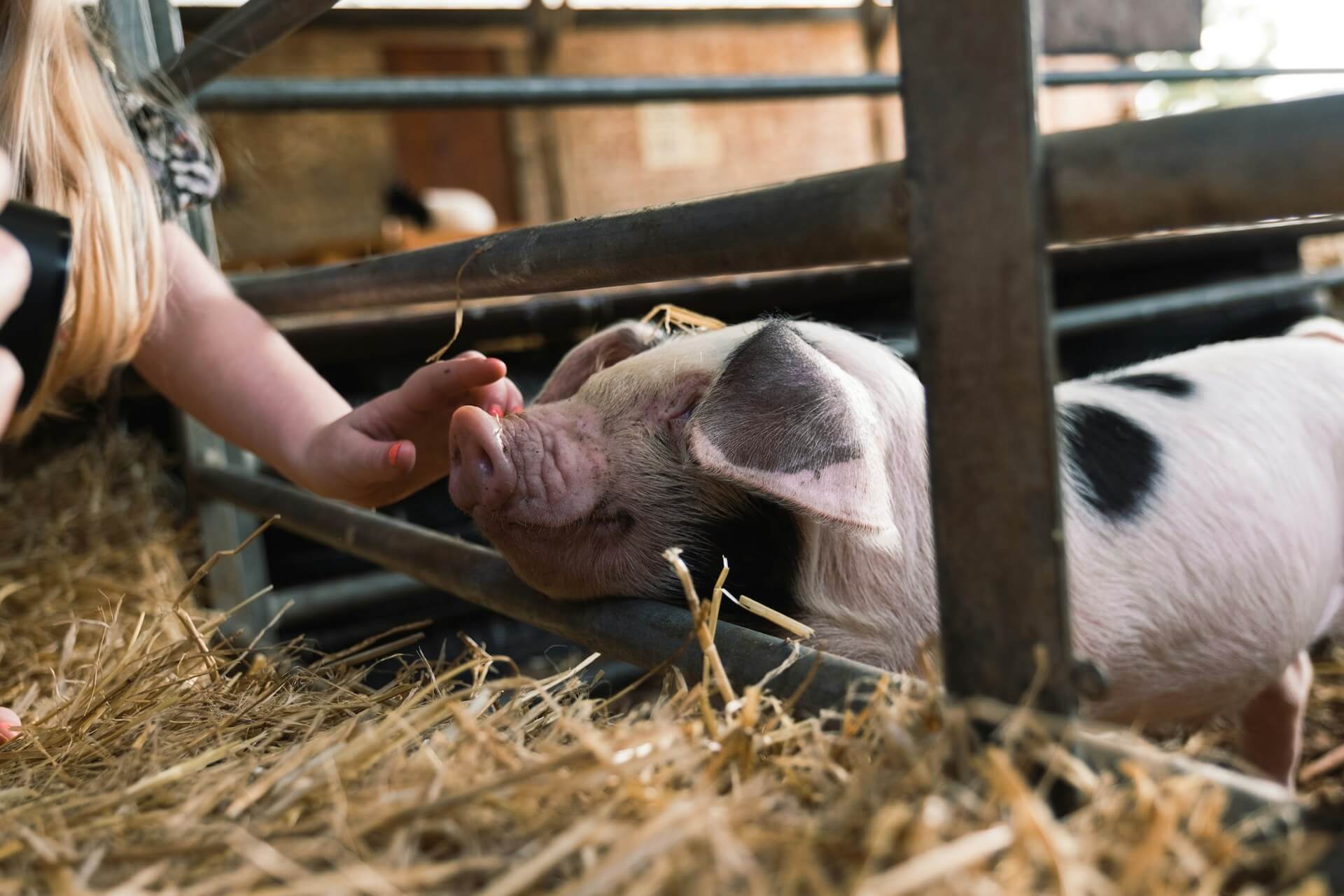 Picture of girl petting a pig